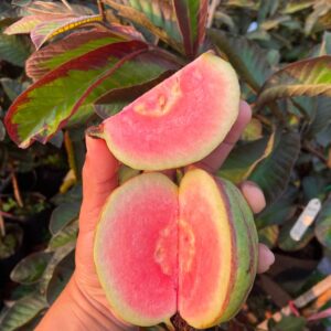 Cây Giống Ổi Kim Cương Đốm – Giống Ổi Cao Cấp, Trái Giòn Ngọt, Năng Suất Cao