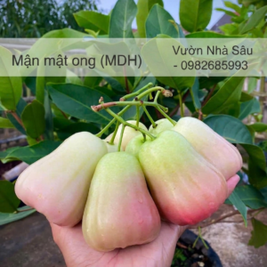 Mận (Roi) Mật Ong MDH – Giống Mận Ngọt Giòn, Sai Quả, Dễ Trồng