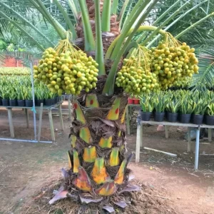 Cây Chà Là Ăn Quả – Giống Chất Lượng, Dễ Trồng, Năng Suất Cao